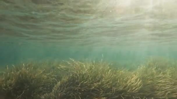 Снорклінг Під Дрібними Океанськими Водами Величезною Кількістю Морських Водоростей Променевих — стокове відео