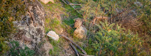 Long Shot Isolated Owl Watching Stone —  Fotos de Stock