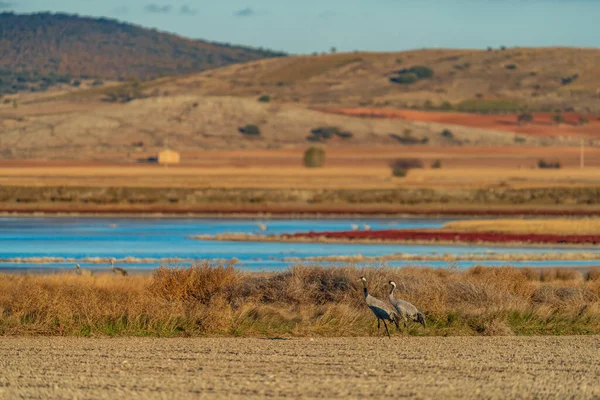 Two Cranes Walking Crop Late Dusk —  Fotos de Stock