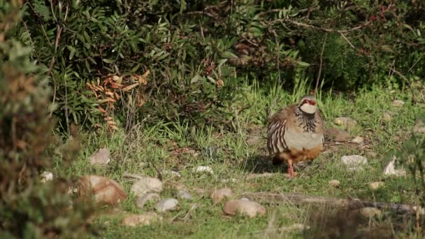 Long Shot Partridge Shaking Body Super Slow Motion — Stock video