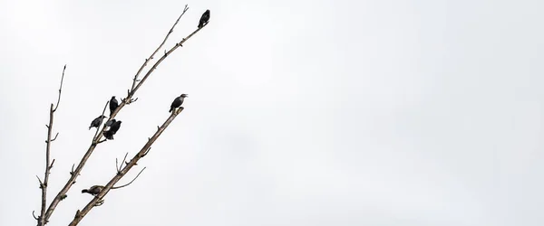 Starlings Dead Tree Branch White Sky Text — Stockfoto