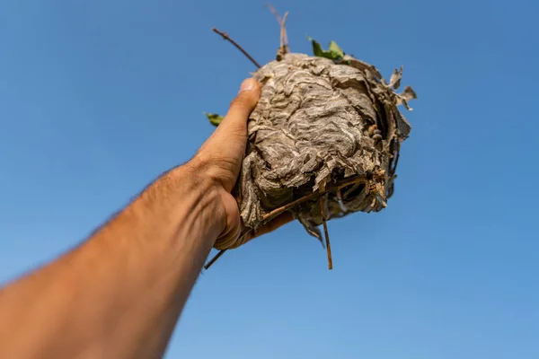 Hand Houden Wespennest Met Blauwe Lucht Achtergrond — Stockfoto