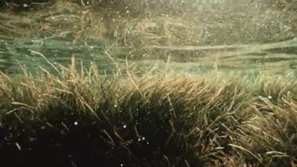 Snorkeling Shallow Ocean Waters Huge Amounts Seaweeds — стоковое видео