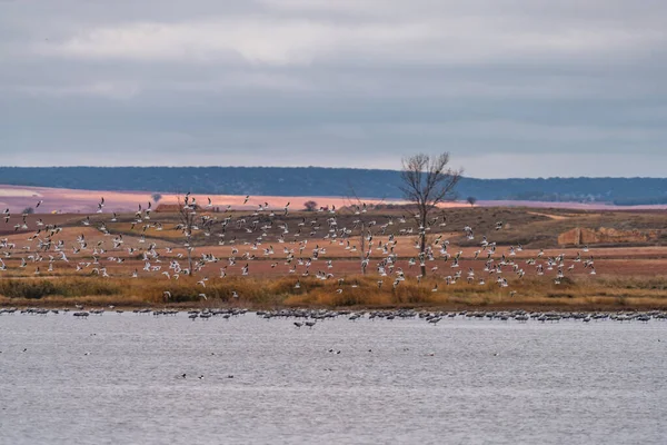 Large Group Birds Flying Cranes Lake — ストック写真