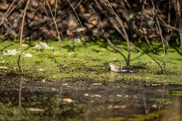 Long Shot Bird Taking Bath River — Stok fotoğraf