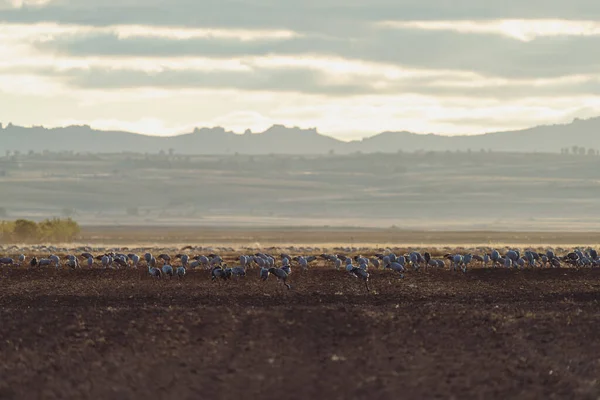 Cranes Feeding Freshly Sown Field — ストック写真