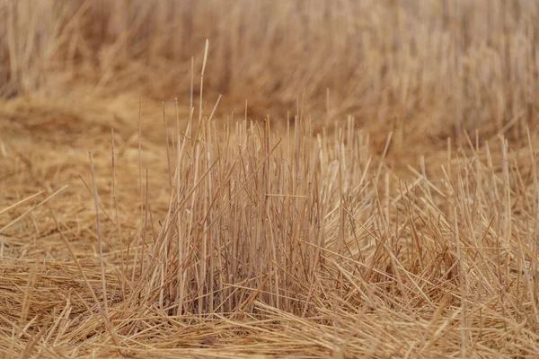 Вирощена Пшенична Польова Солома Над Землею Довгий Дріб — стокове фото
