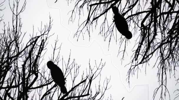 Cormorant Silhouette Cleaning Tree Reflection — Stockvideo