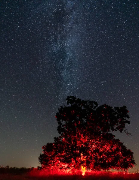 Dead Dark Red Chestnut Tree Dark Milky Way — Stockfoto