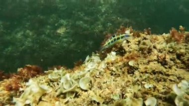 Shy ornate wrasse fish hidding behind the boulder