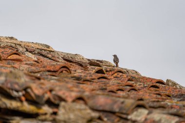Isolated bird over the tile roof and white sky, long shot