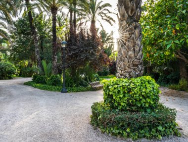 Park in the city with no people and starry sun behind the palm tree