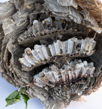 Wasp nest section with different layers