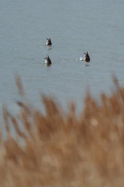 Three Ducks Fishing Ass Long Shot Profile View — Stok fotoğraf