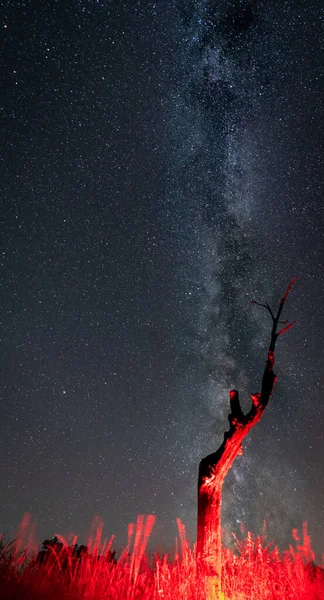 Dark Red Tree Dark Milky Way — Stockfoto