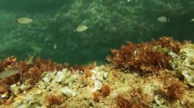Under the mediterranean waters with moving fishes and text space