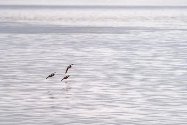 Three Ducks Flying Landing Lake Blurred Motion — Stok fotoğraf