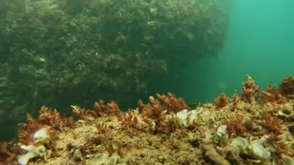 Ντροπαλό Ψάρι Πίσω Από Τον Βράχο Που Δείχνει Δειλία — Αρχείο Βίντεο