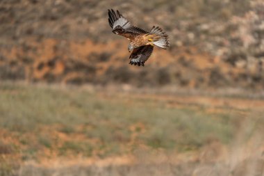 Red kite looking for prey with blurred background, long shot