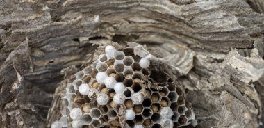 Closeup of wasp nest with worms