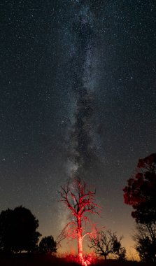 Dead red tree under the dark milky way