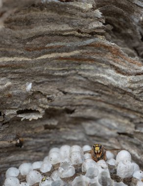 Spectacular wasp head over the nest