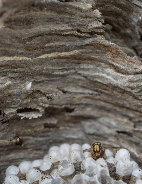 Spectacular Wasp Head Nest — Fotografia de Stock