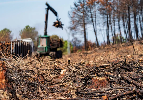 Burnt Pine Tree Forest Massive Sliced Trunks Blurred Machinery Working — Stock Photo, Image