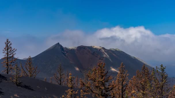 西班牙帕尔马的Cumbre Vieja火山火山口 有死松树 — 图库视频影像