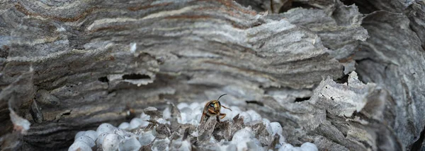 Ehrfurcht Vor Wespenkopf Über Dem Nest — Stockfoto