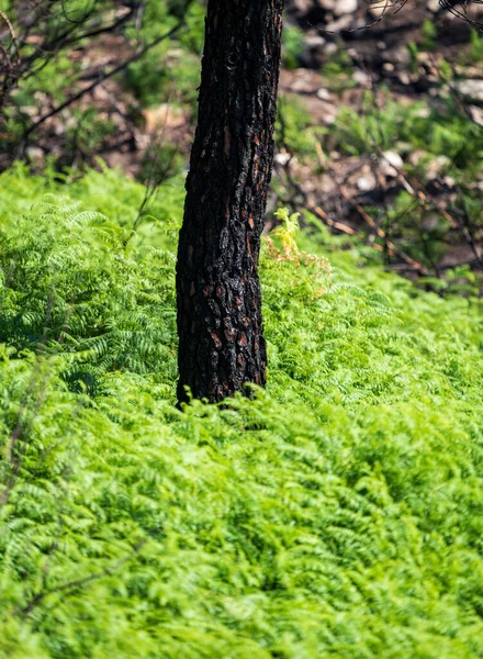 Verbrande Pijnboom Stam Met Nieuwe Groene Varens Groeien — Stockfoto