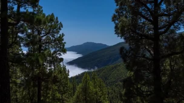 Vista Dall Alto Del Timido Mare Nuvole Sopra Pineta Montagna — Video Stock