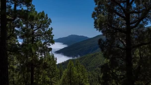 Bovenaanzicht Van Verlegen Zee Van Wolken Het Dennenbos Berg — Stockvideo