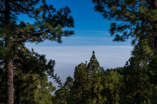 Lunga Esposizione Mare Nuvole Attraverso Pineta — Foto Stock