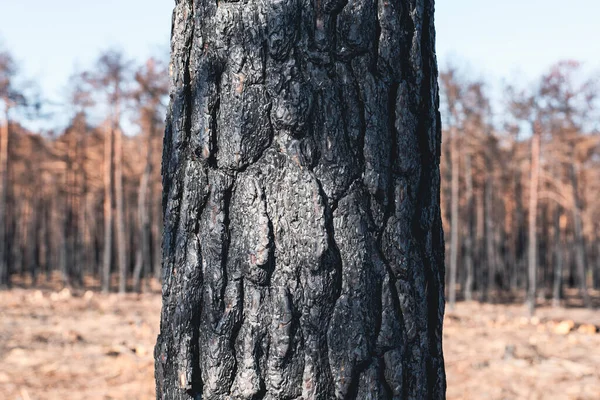 Verbrande Geïsoleerde Boomstam Met Wazig Verbrand Bos Achtergrond — Stockfoto