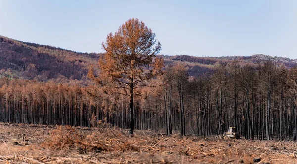 Spálený Izolovaný Kmen Stromu Rozmazaným Spáleným Borovým Lesem Pozadí Lesním — Stock fotografie