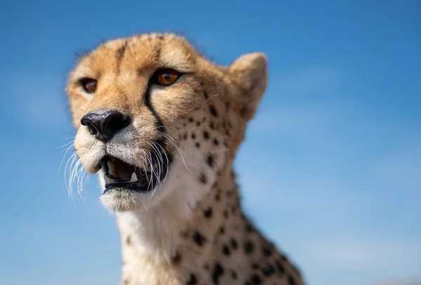 Isolerad Gepard Huvud Över Blå Himmel Bakgrunden Med Textutrymme Fokus — Stockfoto