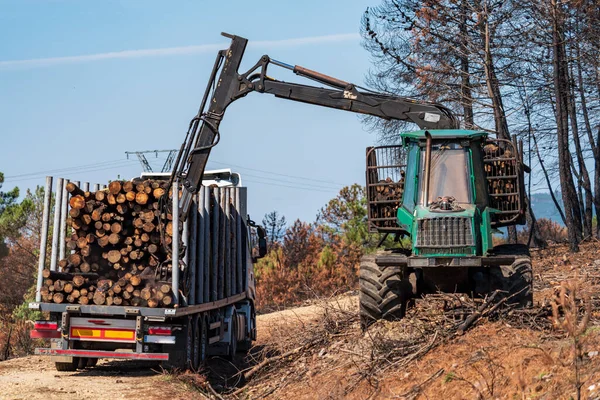Floresta Queimada Com Troncos Carregamento Caminhão Tiro Longo — Fotografia de Stock