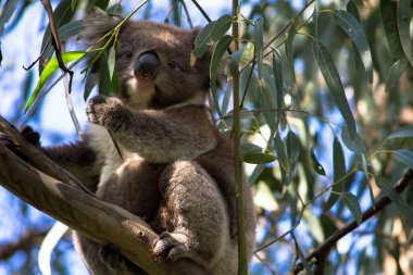 Koala, Avustralya