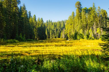 Sequoia Ulusal Park Ormanı