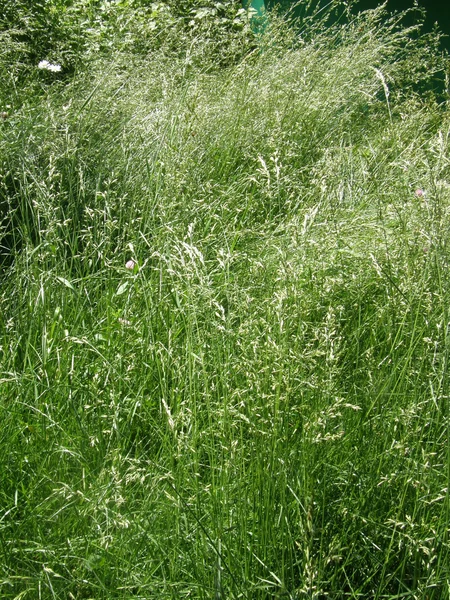 Bakgrund av gräs — Stockfoto