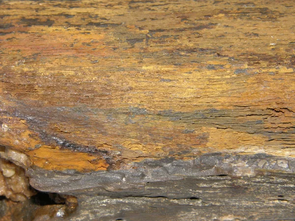 Zkamenělé dřevo — Stock fotografie