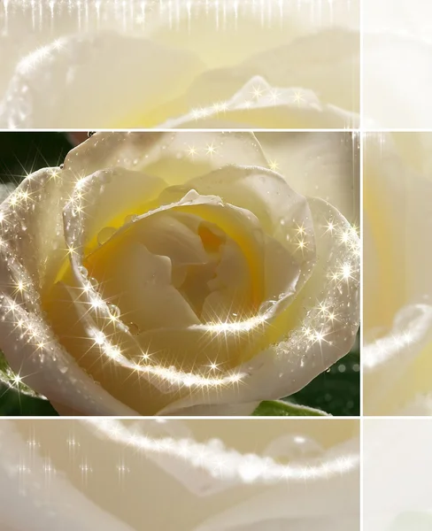 Róża Zdjęcia Stockowe bez tantiem