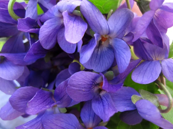 Frische Lilien — Stockfoto