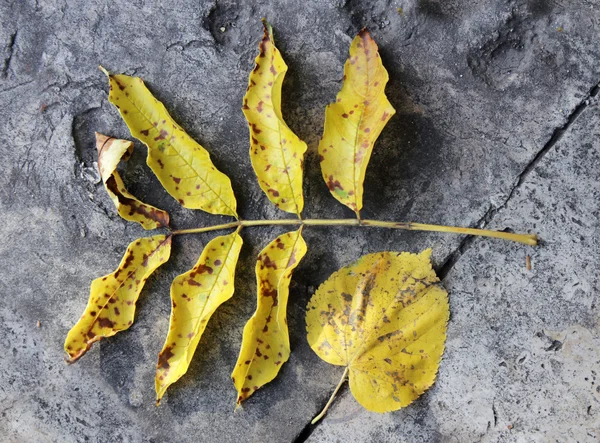 Feuilles jaunes tombées — Photo