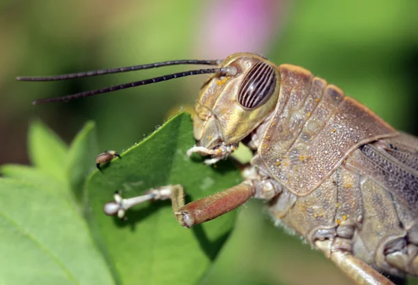 Chorthippus brunneus sprinkhaan — Stockfoto