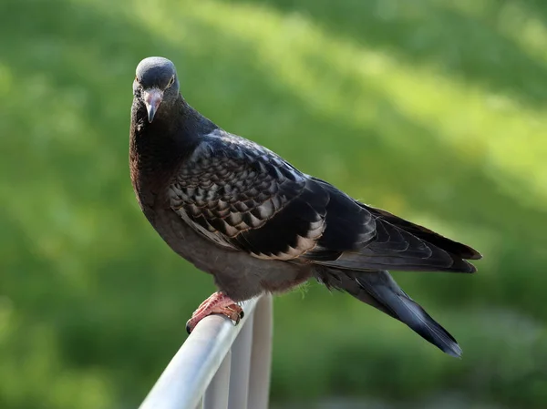 Beau Pigeon Commun Sur Fond Vert Avec Espace Pour Votre — Photo