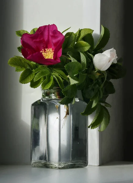 Rosas Rojas Blancas Pequeño Frasco Vidrio Sobre Fondo Blanco Negro — Foto de Stock