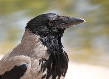 Kapüşonlu karga (Corvus cornix) da doğal çevreye karşı kapüşonlu karga olarak adlandırılır. Sığ derinlik, seçici odak.