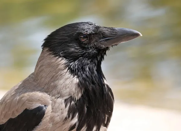 Капюшон Ворона Corvus Cornix Называется Толстовка Естественной Окружающей Среде Размытый Стоковое Фото